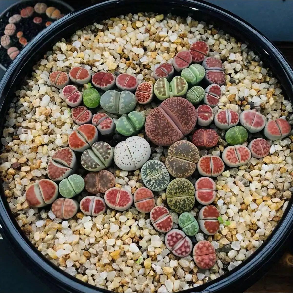 1 adet-250g Doğal Kristaller ç - Aquarium Marine Sand incelemesi ve fiyatı